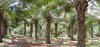 oil-palm-cultivation